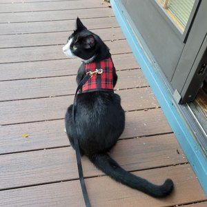 5/$25 - NEW MARKDOWN - Puptech Harness for Small Cats or Dogs - Size M